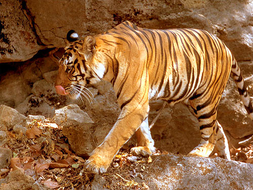 © WWF-Canon / R.Isotti-A.Cambone <br> The good news for tiger conservation is that tigers breed like house cats. Where there have been investments in anti-poaching and protection of habitat and prey , tiger numbers have rebounded quickly. Given enough space, prey and protection, tigers can recover.